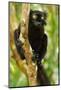 Africa, Madagascar. The male black lemur is black all over with bright orange eyes.-Ellen Goff-Mounted Photographic Print