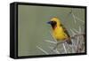 Africa, Masked weaver, Ngorongoro Crater, Tanzania-Adam Jones-Framed Stretched Canvas