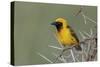 Africa, Masked weaver, Ngorongoro Crater, Tanzania-Adam Jones-Stretched Canvas