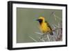 Africa, Masked weaver, Ngorongoro Crater, Tanzania-Adam Jones-Framed Photographic Print