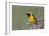 Africa, Masked weaver, Ngorongoro Crater, Tanzania-Adam Jones-Framed Photographic Print