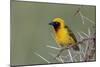 Africa, Masked weaver, Ngorongoro Crater, Tanzania-Adam Jones-Mounted Photographic Print