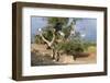 Africa, Morocco. Goats in tree.-Jaynes Gallery-Framed Photographic Print