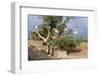 Africa, Morocco. Goats in tree.-Jaynes Gallery-Framed Photographic Print