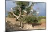 Africa, Morocco. Goats in tree.-Jaynes Gallery-Mounted Photographic Print
