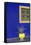 Africa, Morocco, Marrakesh. Cactus in a Bright Yellow Pot Against a Vivid Majorelle Blue Wall-Alida Latham-Framed Stretched Canvas