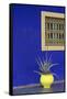 Africa, Morocco, Marrakesh. Cactus in a Bright Yellow Pot Against a Vivid Majorelle Blue Wall-Alida Latham-Framed Stretched Canvas