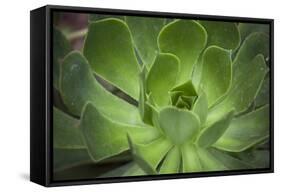 Africa, Morocco, Marrakesh. Close-Up of a Cactus in a Botanical Garden-Alida Latham-Framed Stretched Canvas