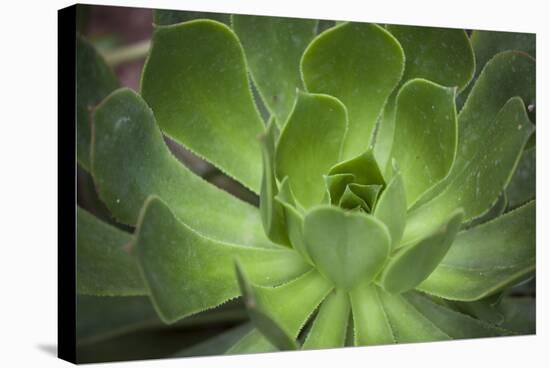 Africa, Morocco, Marrakesh. Close-Up of a Cactus in a Botanical Garden-Alida Latham-Stretched Canvas