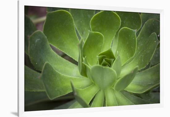 Africa, Morocco, Marrakesh. Close-Up of a Cactus in a Botanical Garden-Alida Latham-Framed Premium Photographic Print