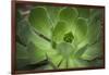 Africa, Morocco, Marrakesh. Close-Up of a Cactus in a Botanical Garden-Alida Latham-Framed Premium Photographic Print