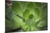 Africa, Morocco, Marrakesh. Close-Up of a Cactus in a Botanical Garden-Alida Latham-Mounted Premium Photographic Print
