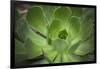 Africa, Morocco, Marrakesh. Close-Up of a Cactus in a Botanical Garden-Alida Latham-Framed Premium Photographic Print
