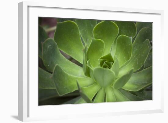 Africa, Morocco, Marrakesh. Close-Up of a Cactus in a Botanical Garden-Alida Latham-Framed Photographic Print