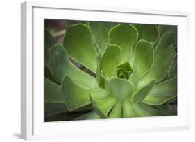 Africa, Morocco, Marrakesh. Close-Up of a Cactus in a Botanical Garden-Alida Latham-Framed Photographic Print