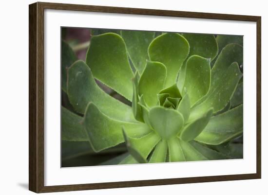 Africa, Morocco, Marrakesh. Close-Up of a Cactus in a Botanical Garden-Alida Latham-Framed Photographic Print