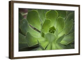 Africa, Morocco, Marrakesh. Close-Up of a Cactus in a Botanical Garden-Alida Latham-Framed Photographic Print