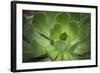 Africa, Morocco, Marrakesh. Close-Up of a Cactus in a Botanical Garden-Alida Latham-Framed Photographic Print