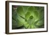 Africa, Morocco, Marrakesh. Close-Up of a Cactus in a Botanical Garden-Alida Latham-Framed Premium Photographic Print