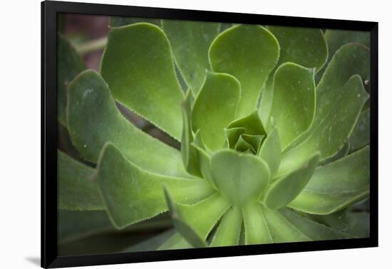 Africa, Morocco, Marrakesh. Close-Up of a Cactus in a Botanical Garden-Alida Latham-Framed Photographic Print