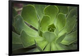 Africa, Morocco, Marrakesh. Close-Up of a Cactus in a Botanical Garden-Alida Latham-Framed Photographic Print