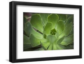 Africa, Morocco, Marrakesh. Close-Up of a Cactus in a Botanical Garden-Alida Latham-Framed Photographic Print