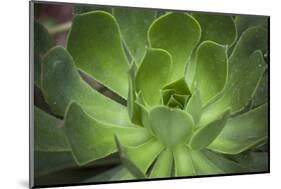 Africa, Morocco, Marrakesh. Close-Up of a Cactus in a Botanical Garden-Alida Latham-Mounted Photographic Print