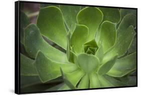 Africa, Morocco, Marrakesh. Close-Up of a Cactus in a Botanical Garden-Alida Latham-Framed Stretched Canvas