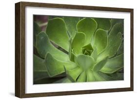 Africa, Morocco, Marrakesh. Close-Up of a Cactus in a Botanical Garden-Alida Latham-Framed Photographic Print