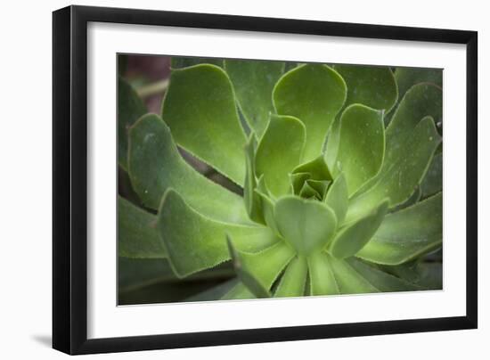 Africa, Morocco, Marrakesh. Close-Up of a Cactus in a Botanical Garden-Alida Latham-Framed Photographic Print