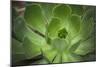 Africa, Morocco, Marrakesh. Close-Up of a Cactus in a Botanical Garden-Alida Latham-Mounted Photographic Print