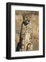 Africa, Namibia. A captive cheetah with tongue out.-Brenda Tharp-Framed Photographic Print