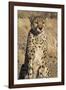 Africa, Namibia. A captive cheetah with tongue out.-Brenda Tharp-Framed Photographic Print