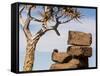 Africa, Namibia. Boulders and Quiver Tree in Giants Playground-Jaynes Gallery-Framed Stretched Canvas