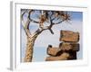 Africa, Namibia. Boulders and Quiver Tree in Giants Playground-Jaynes Gallery-Framed Photographic Print