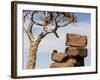 Africa, Namibia. Boulders and Quiver Tree in Giants Playground-Jaynes Gallery-Framed Photographic Print