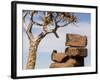 Africa, Namibia. Boulders and Quiver Tree in Giants Playground-Jaynes Gallery-Framed Photographic Print