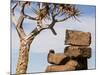 Africa, Namibia. Boulders and Quiver Tree in Giants Playground-Jaynes Gallery-Mounted Photographic Print