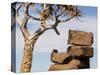 Africa, Namibia. Boulders and Quiver Tree in Giants Playground-Jaynes Gallery-Stretched Canvas
