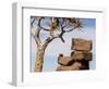 Africa, Namibia. Boulders and Quiver Tree in Giants Playground-Jaynes Gallery-Framed Photographic Print