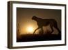 Africa, Namibia. Cheetah silhouette at sunset.-Jaynes Gallery-Framed Photographic Print