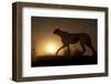 Africa, Namibia. Cheetah silhouette at sunset.-Jaynes Gallery-Framed Photographic Print