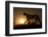 Africa, Namibia. Cheetah silhouette at sunset.-Jaynes Gallery-Framed Photographic Print