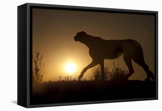 Africa, Namibia. Cheetah silhouette at sunset.-Jaynes Gallery-Framed Stretched Canvas