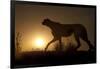 Africa, Namibia. Cheetah silhouette at sunset.-Jaynes Gallery-Framed Photographic Print