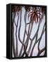 Africa, Namibia. Close Up of Quiver Tree-Jaynes Gallery-Framed Stretched Canvas