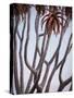 Africa, Namibia. Close Up of Quiver Tree-Jaynes Gallery-Stretched Canvas