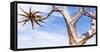 Africa, Namibia. Close Up of Quiver Tree-Jaynes Gallery-Framed Stretched Canvas