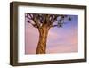 Africa, Namibia. Close Up of Quiver Tree-Jaynes Gallery-Framed Photographic Print