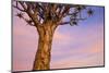 Africa, Namibia. Close Up of Quiver Tree-Jaynes Gallery-Mounted Photographic Print